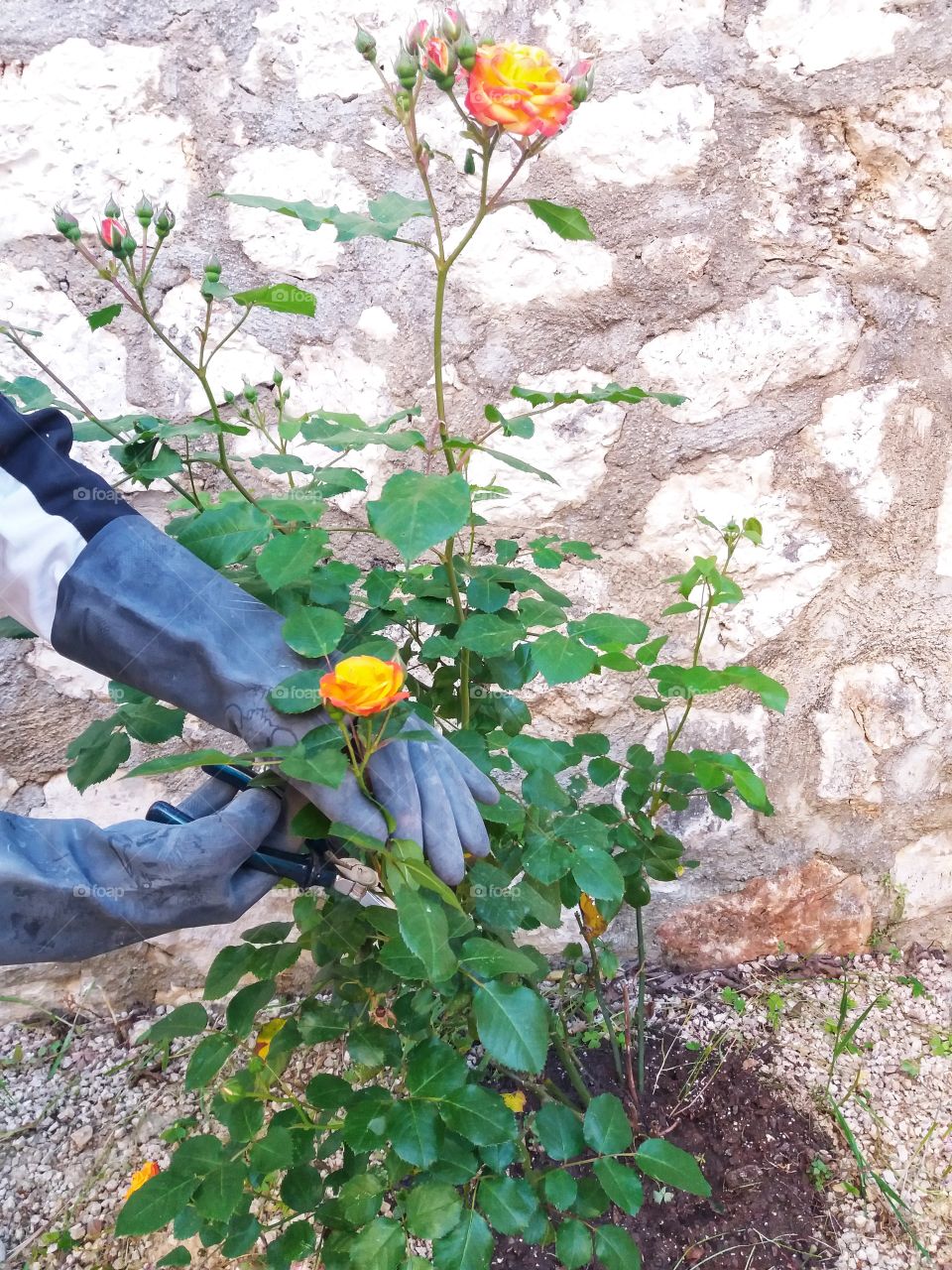 My new hobby- plant my roses!