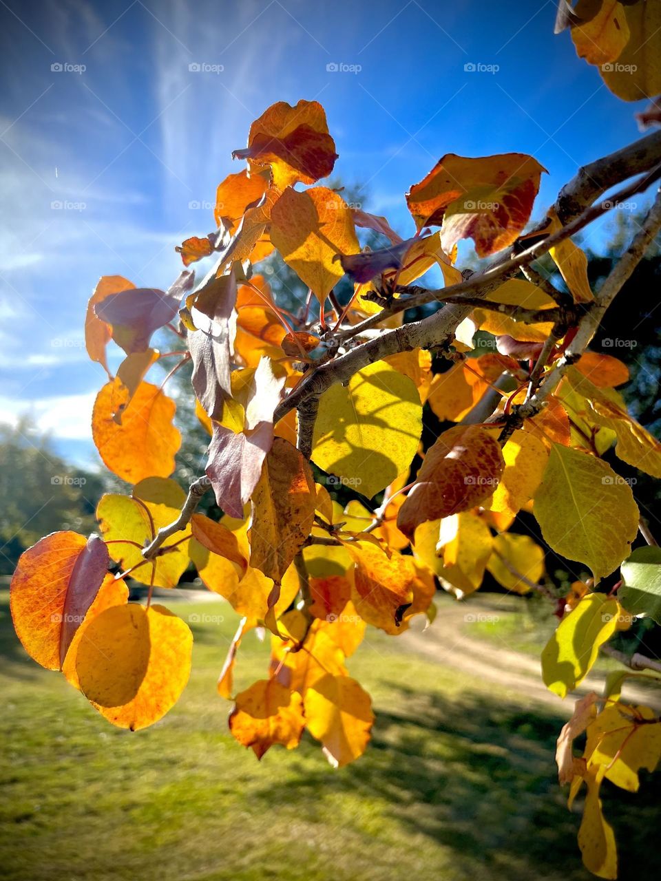 Fall wins. My Bradford pear tree is changing its leaves to vibrant colors against the blue sky