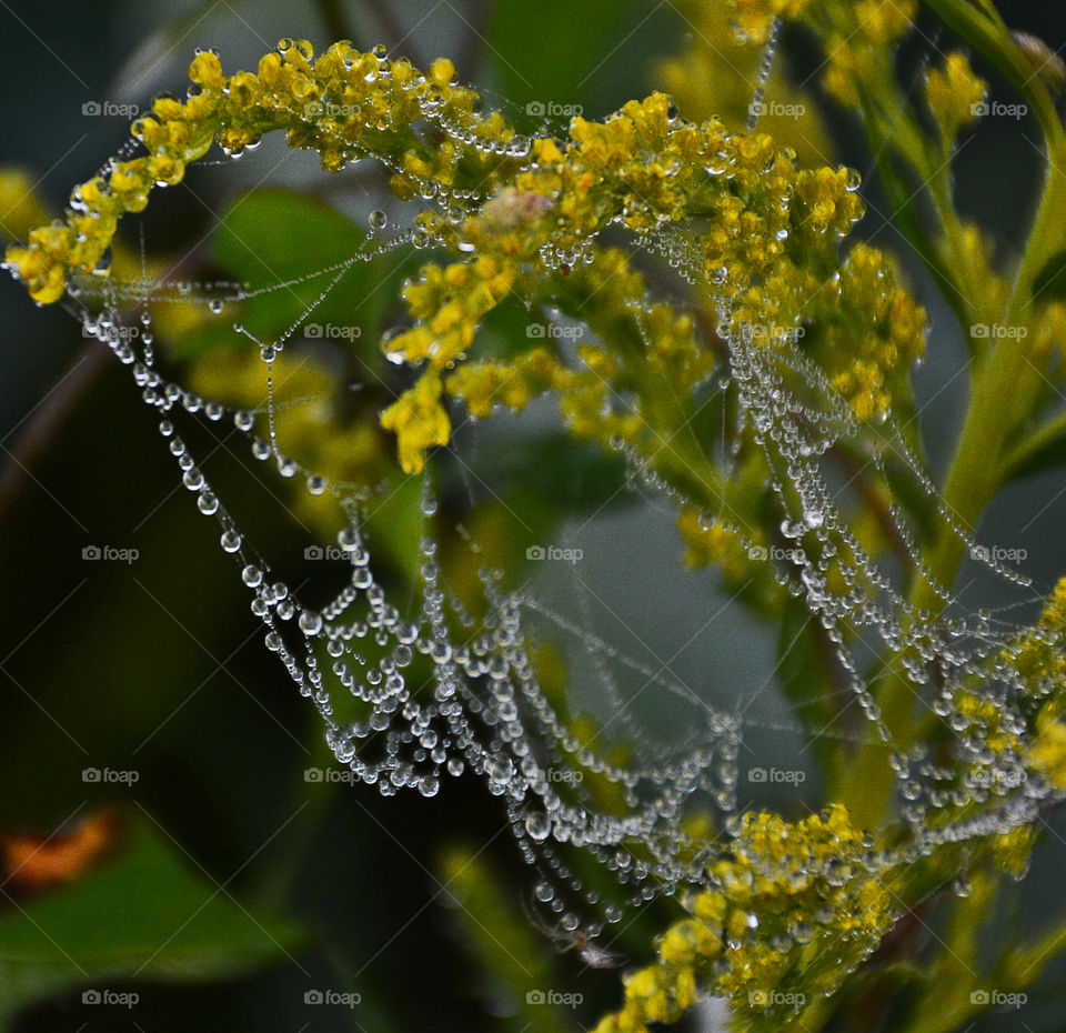 String of Pearls!
Morning dew lines a silk spider web on a Goldenrod plant!