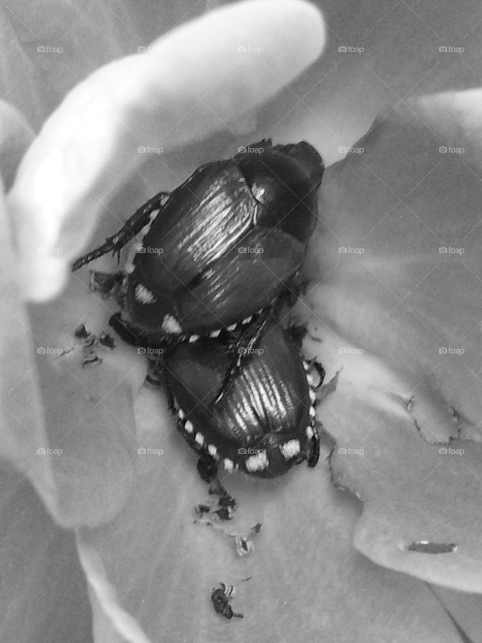 Beetles in a Rose