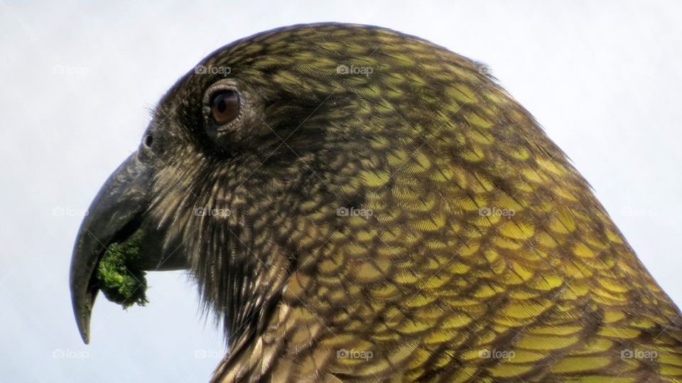 The Kea