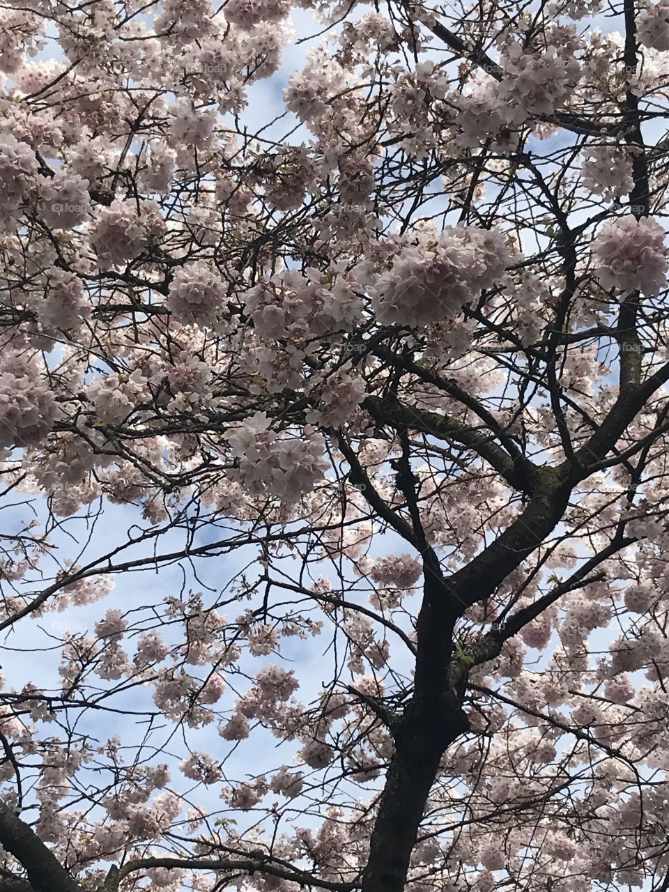 Japanese cherry blossom tree, Sakura, in Portland