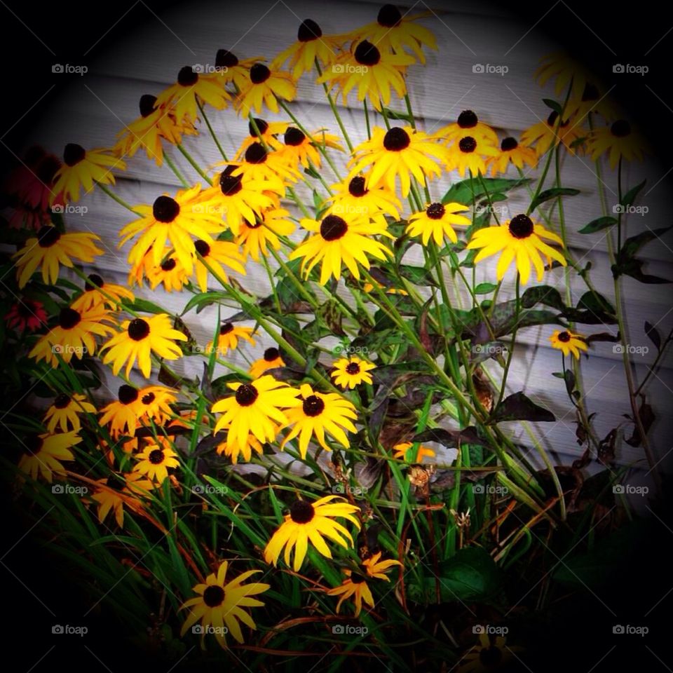 Black-eyed Susans