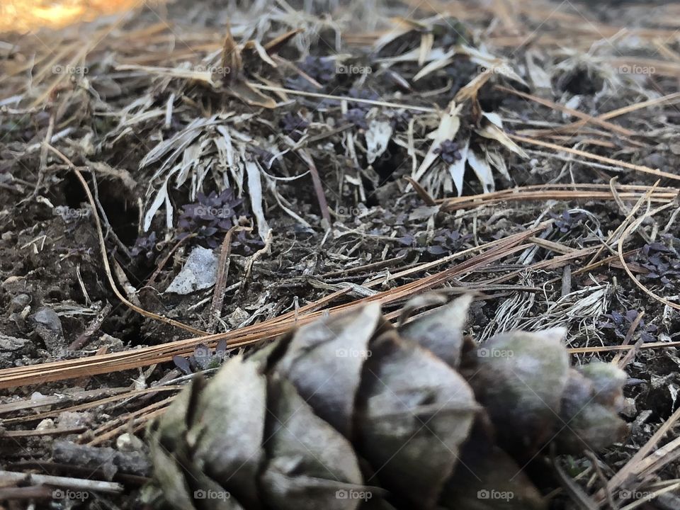 Pinecone another brush