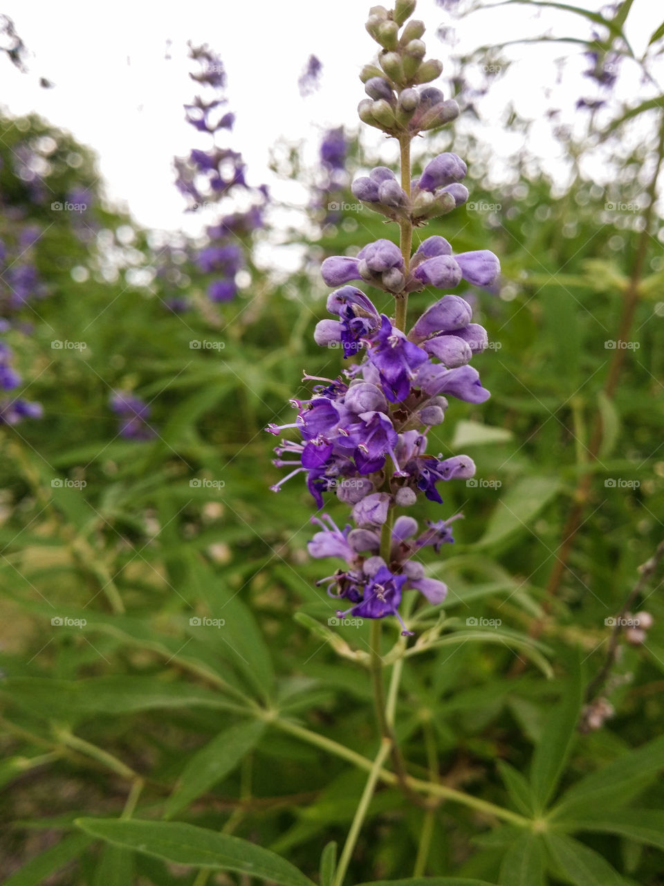 Vitex