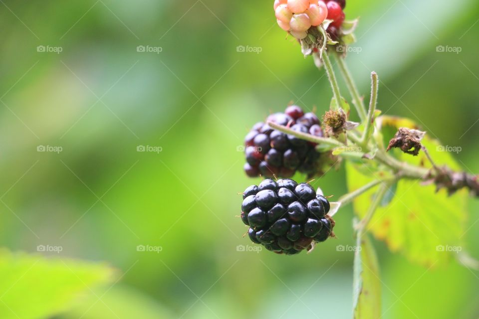Close-up of wild blackberries