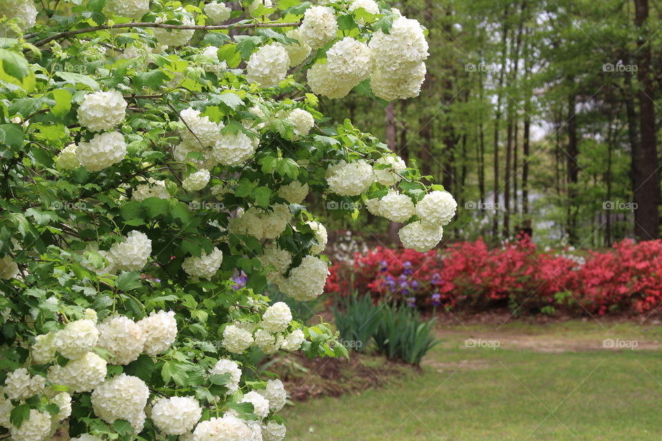 Hydrangea heaven