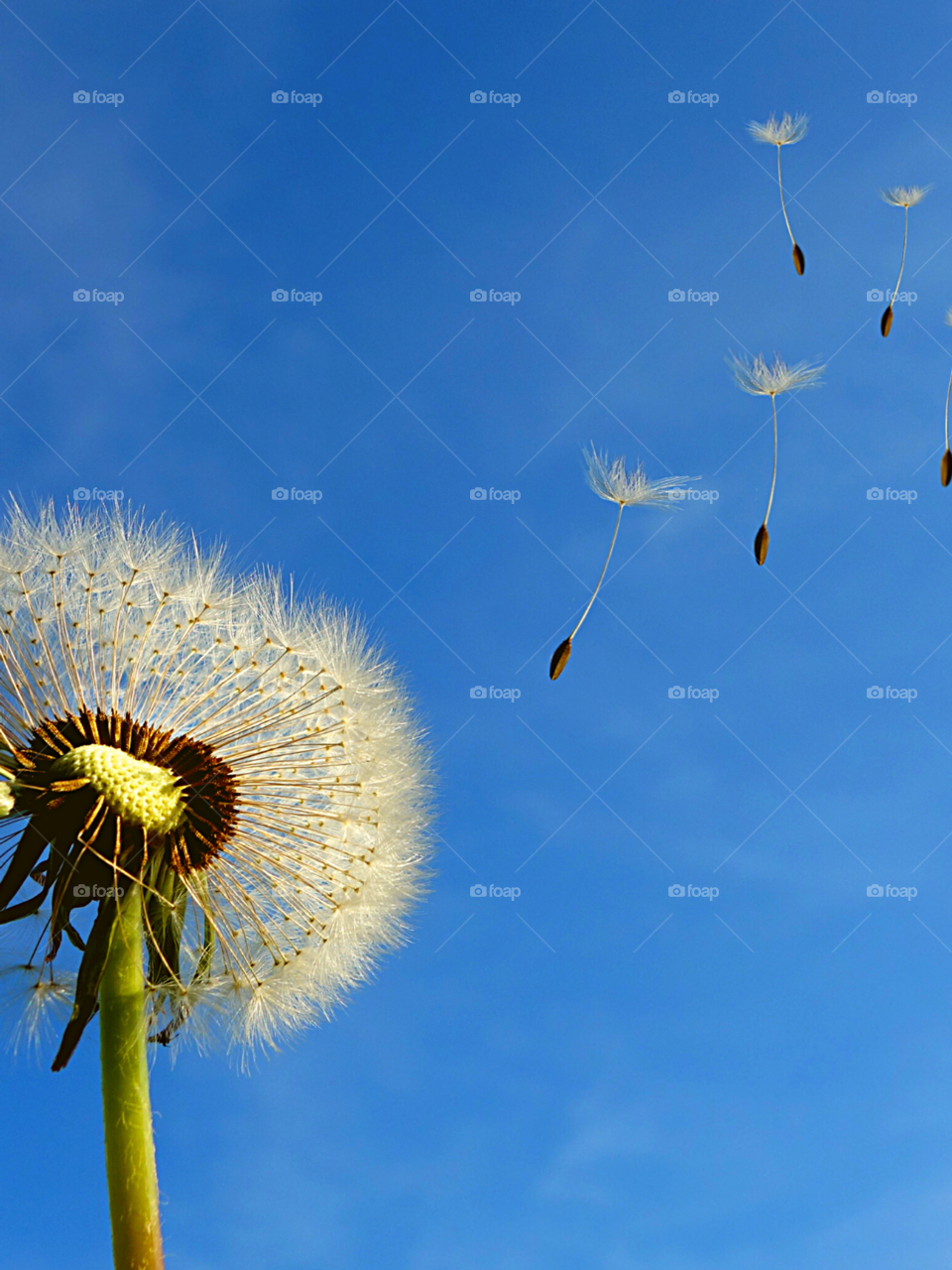 Dandelion In Spring
