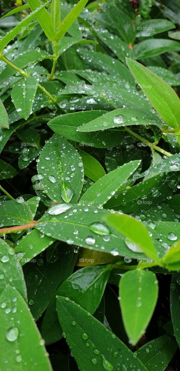 Raindrops on a green leaves