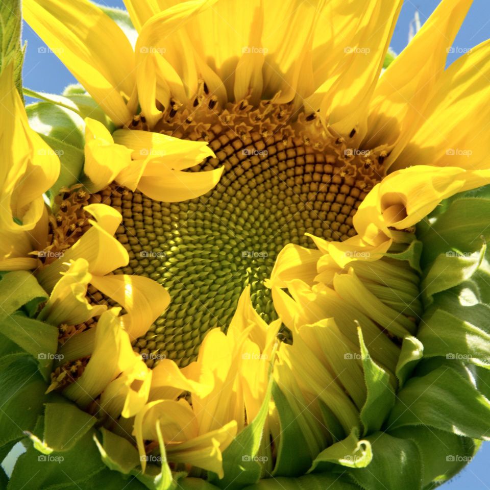 Beautiful sunflower looking at the summer sky 