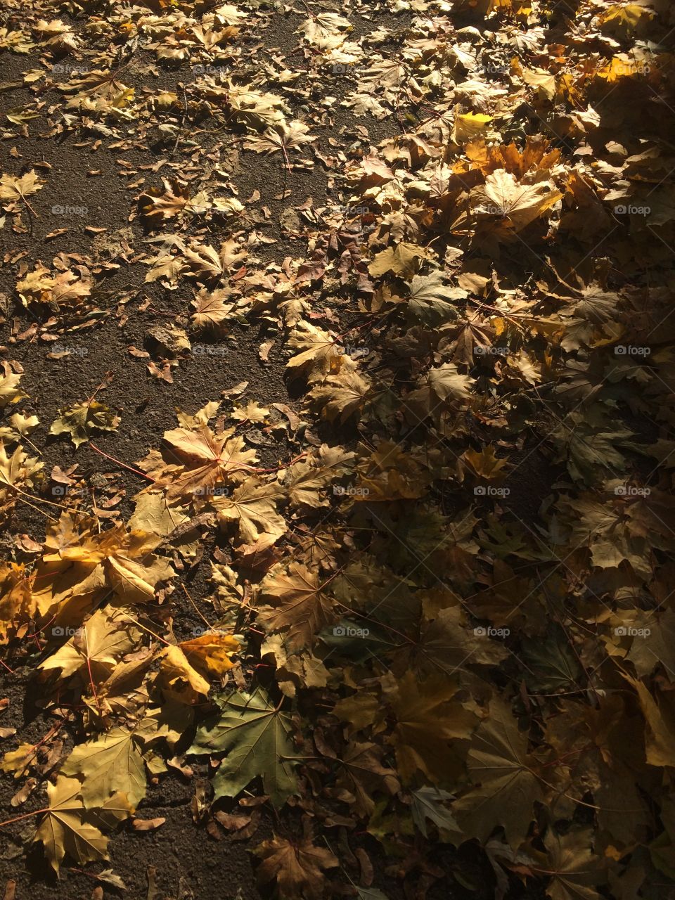 High angle view of autumn leafs