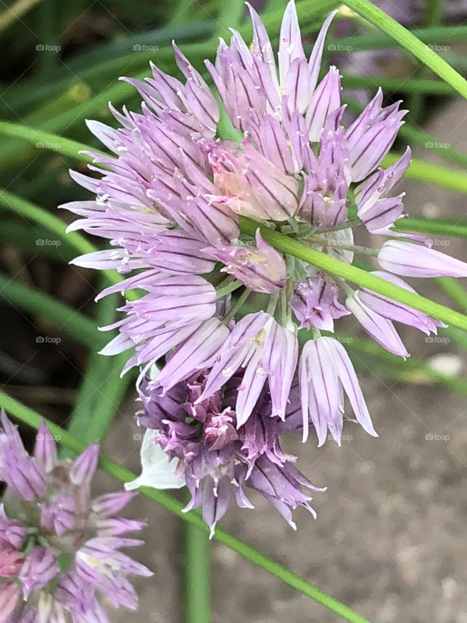Sometimes I wish I knew more about botany or took better notes when I took a picture of this gorgeous flower. I’d love to be able to identify it for you! 