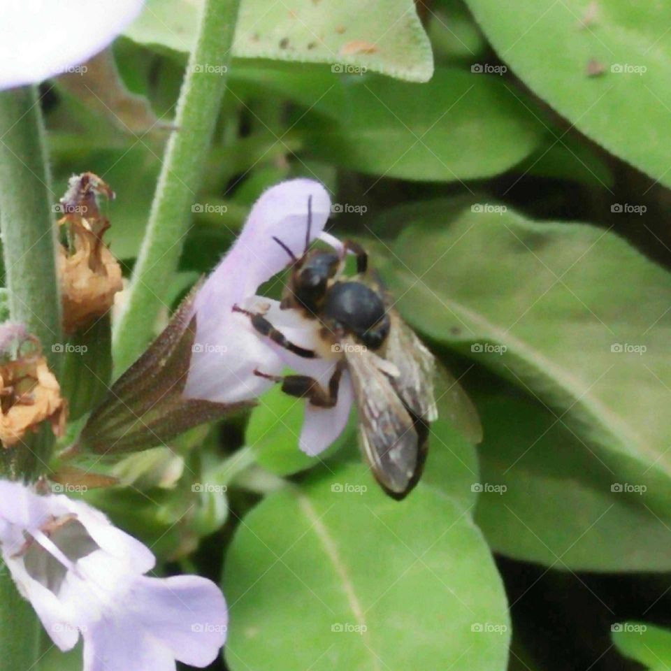 A beautiful bee on flowers.