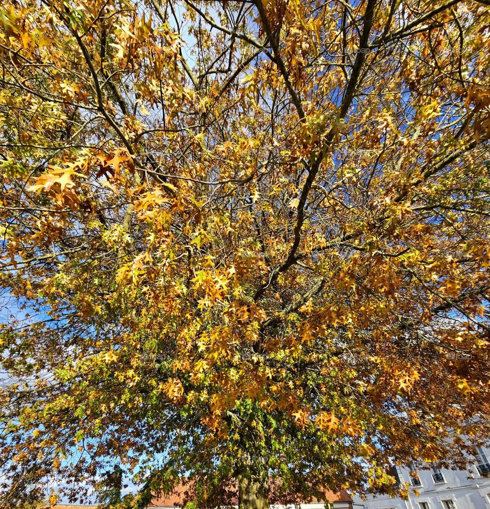Oak tree with colors of automn