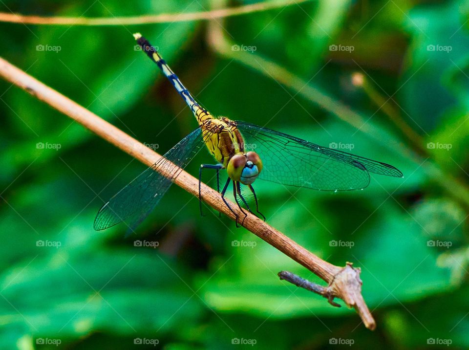 Dragon fly  - backyard garden