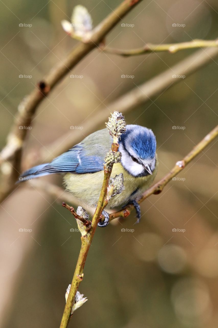 Blue Tit 