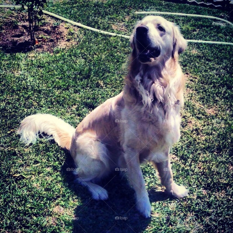 Golden retriever posing