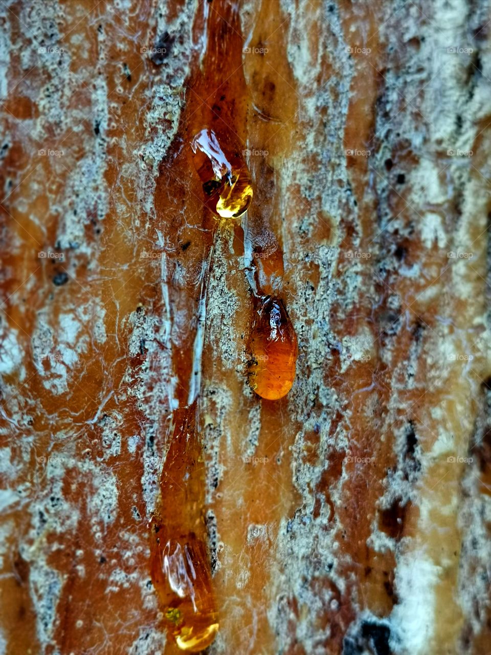 Pine resin