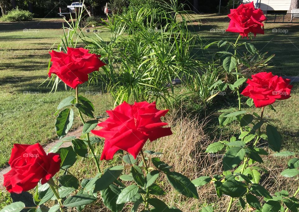 Red Roses