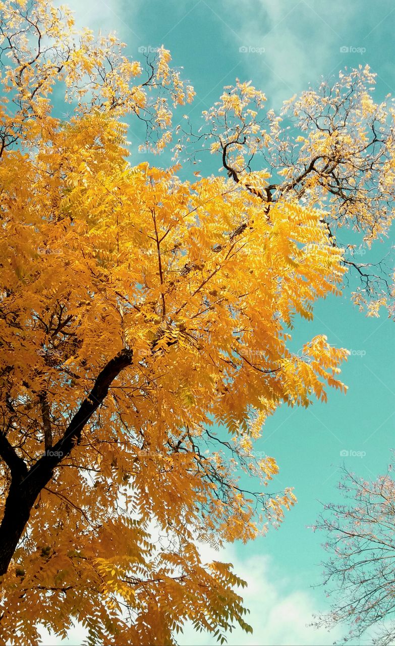 fantasy fall yellow tree