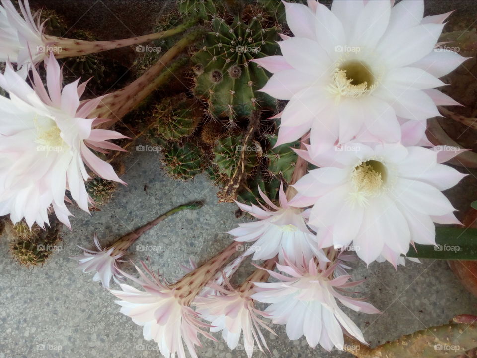 cactus blossom #2