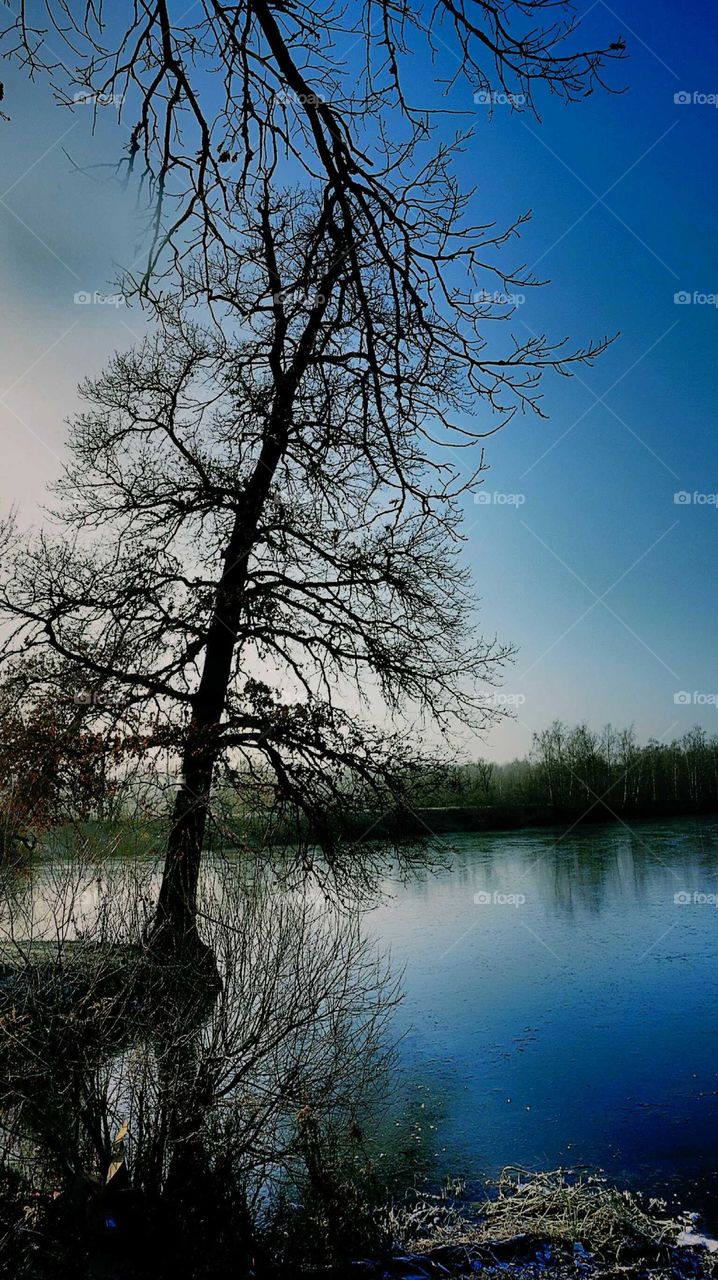 No Person, Tree, Nature, Landscape, Wood