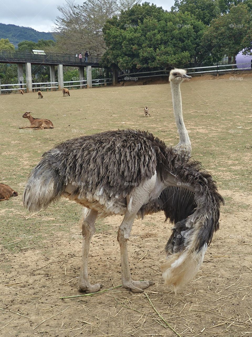 Ostriches in Beinan Township Native Applied Botanical Garden