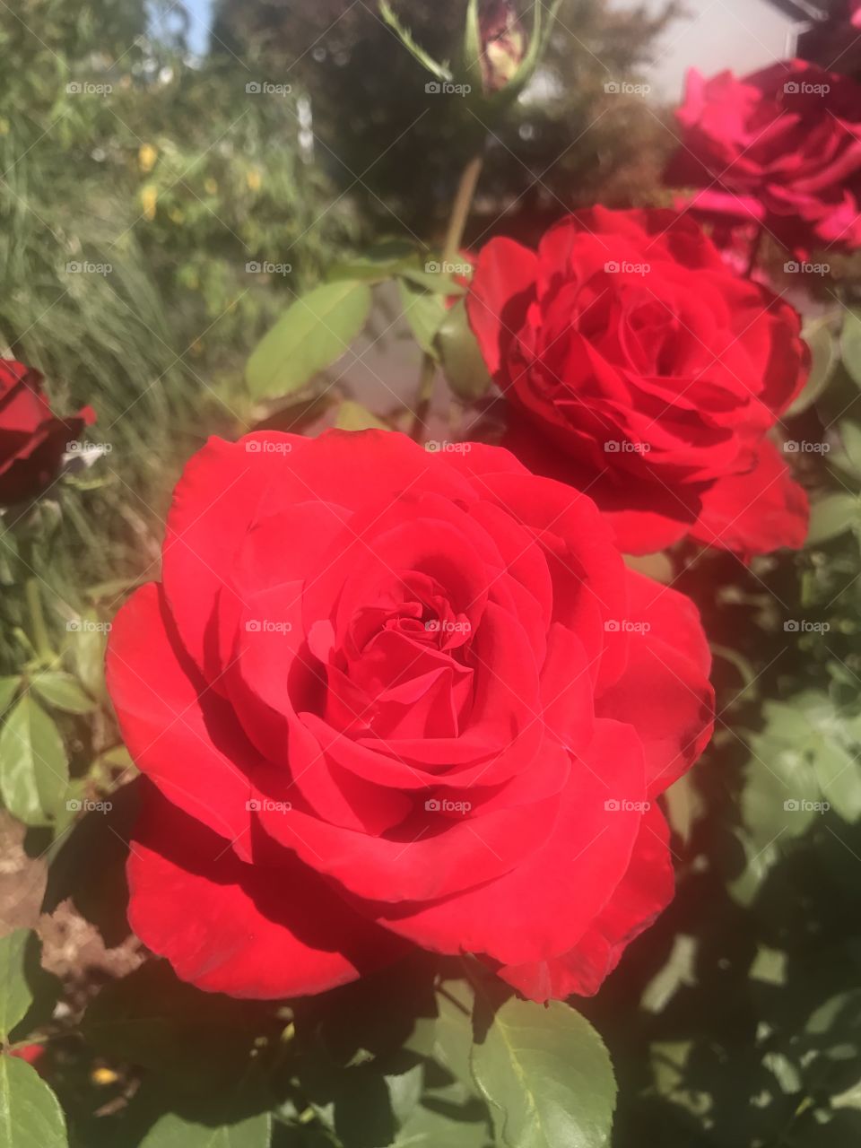 Roses