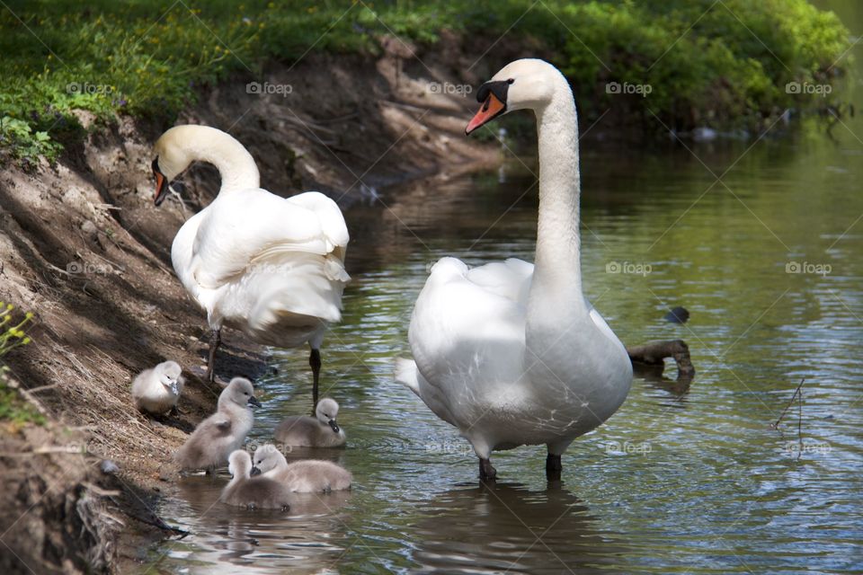 Swans with cygnets . Swans with cygnets 