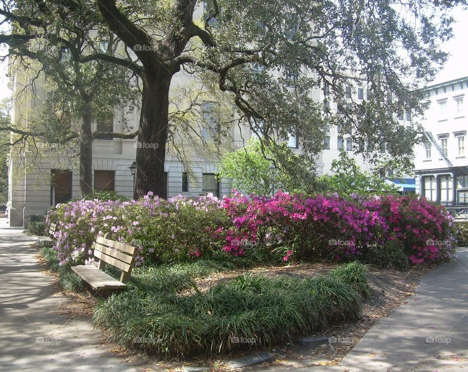 Park bench and azaleas