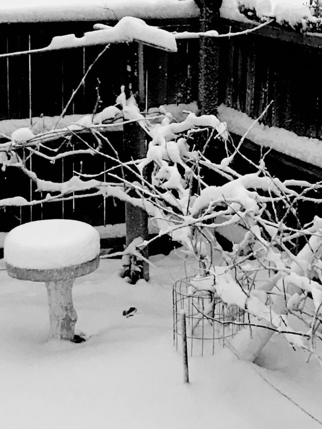 Snowy morning