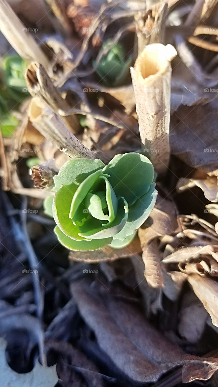 Autumn Joy beginning to grow