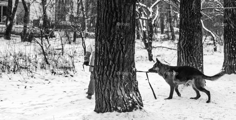 A dog and a leash