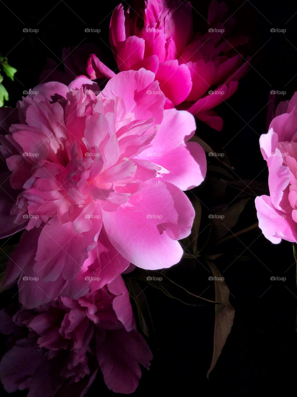 shadow,light and flowers