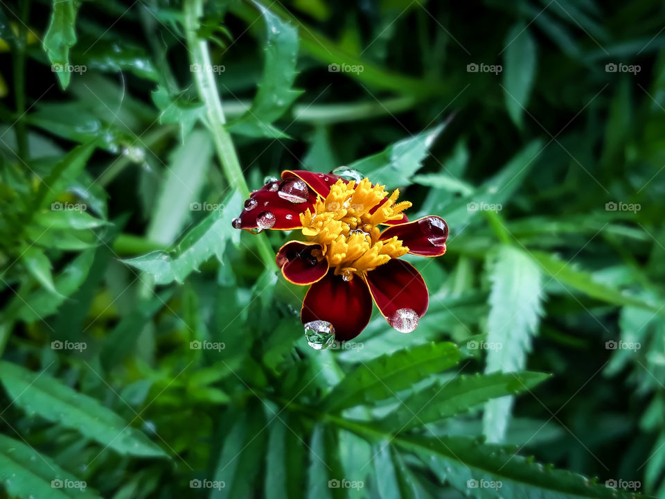 Crystals on marigold...