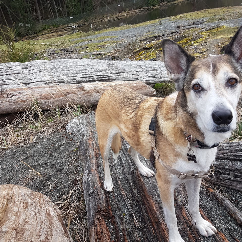 happy dog