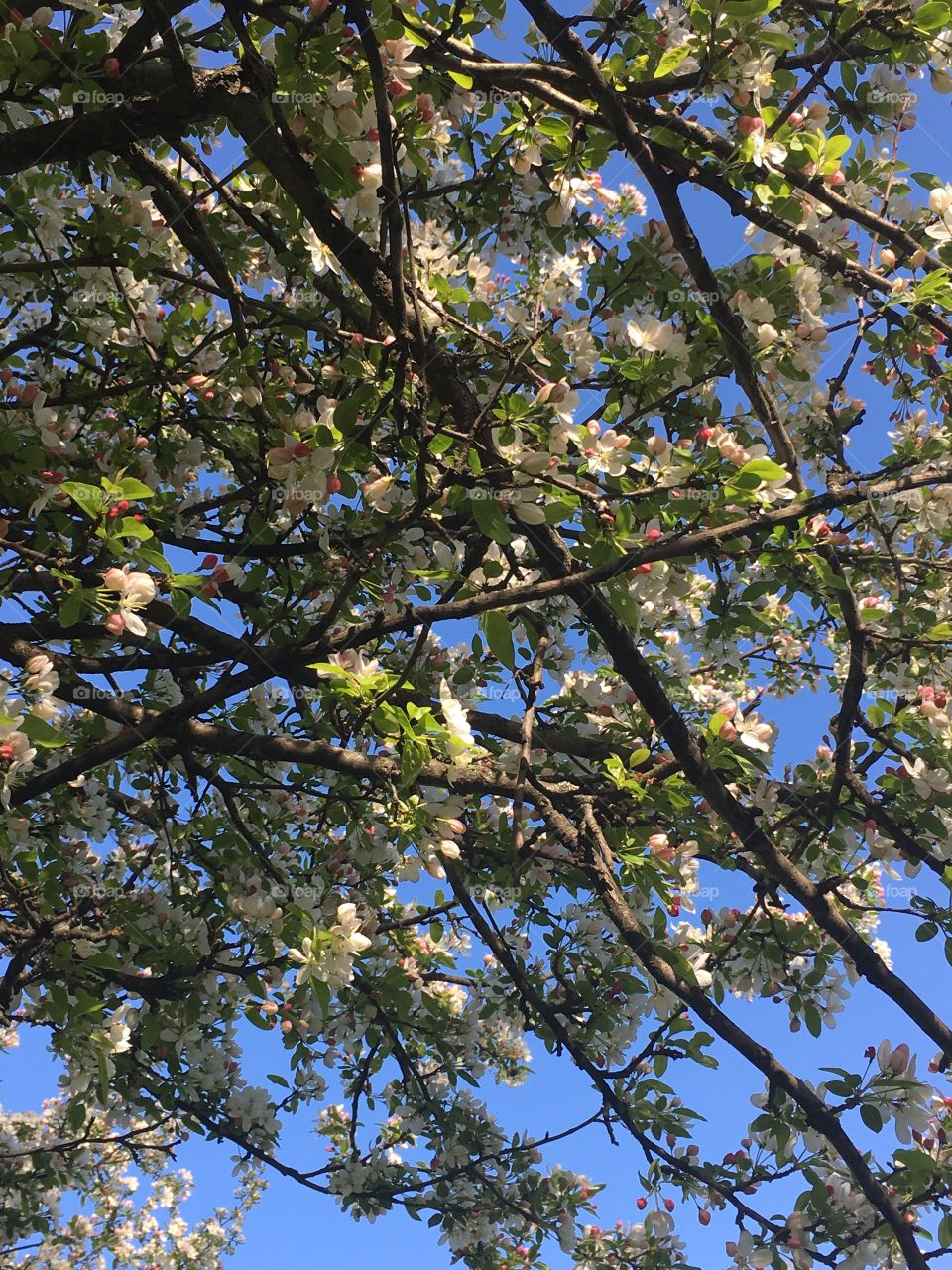 Tree, Branch, Nature, Flower, Season