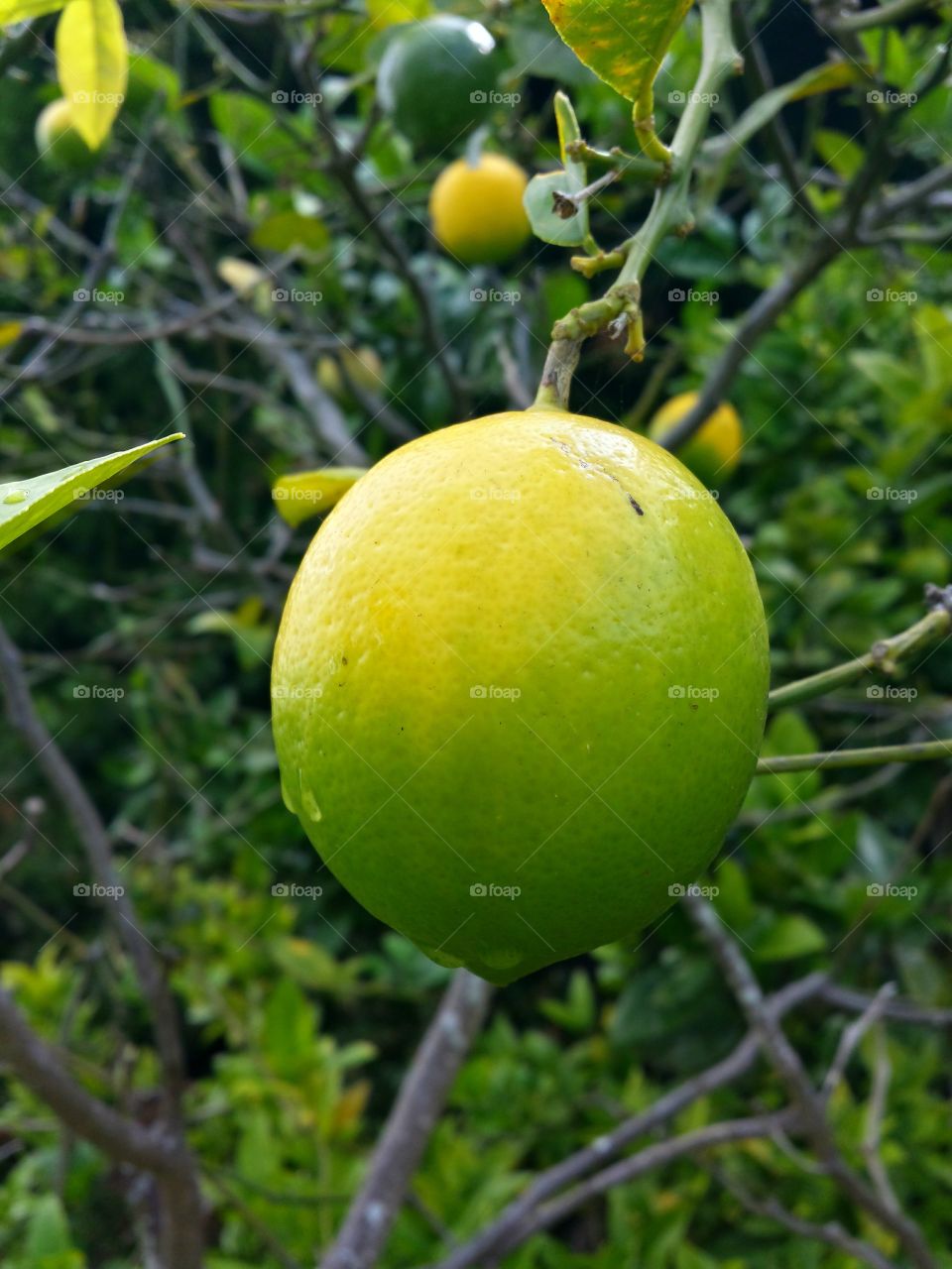 Lemon. Lemon