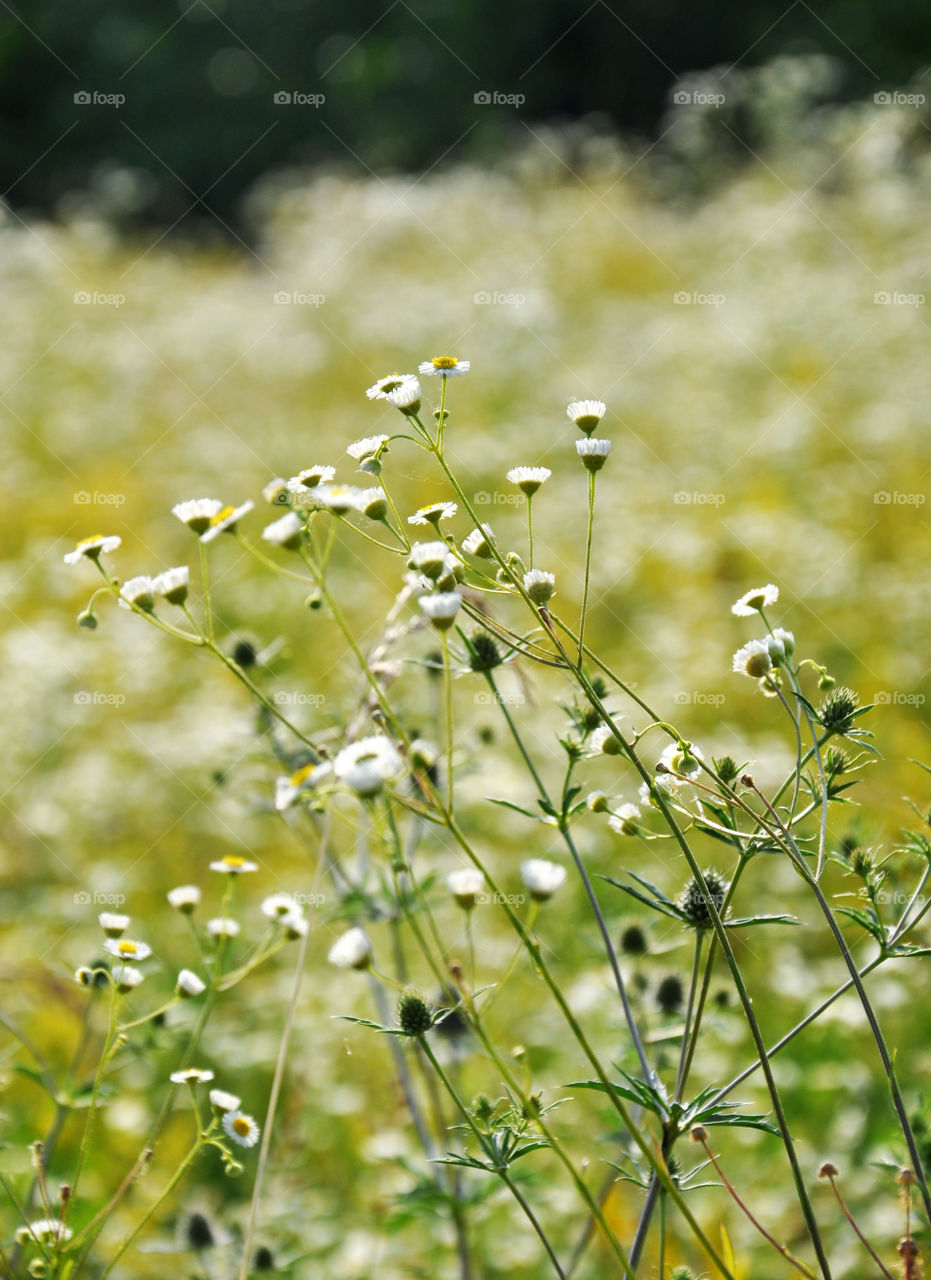 Camomile field 