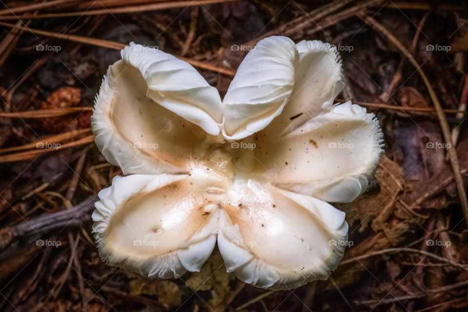 Amanita mushrooms know how to show some character. Raleigh, North Carolina. 