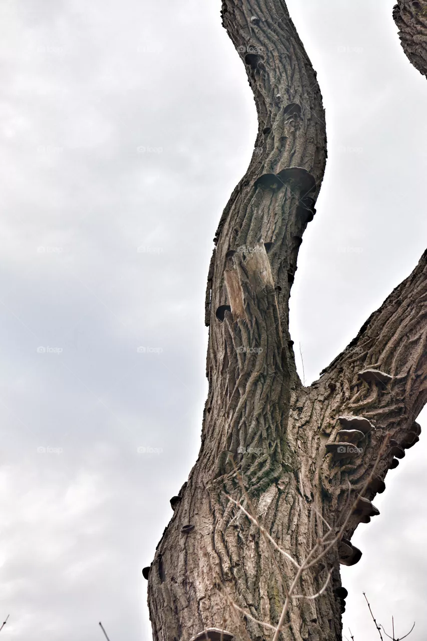 Bark