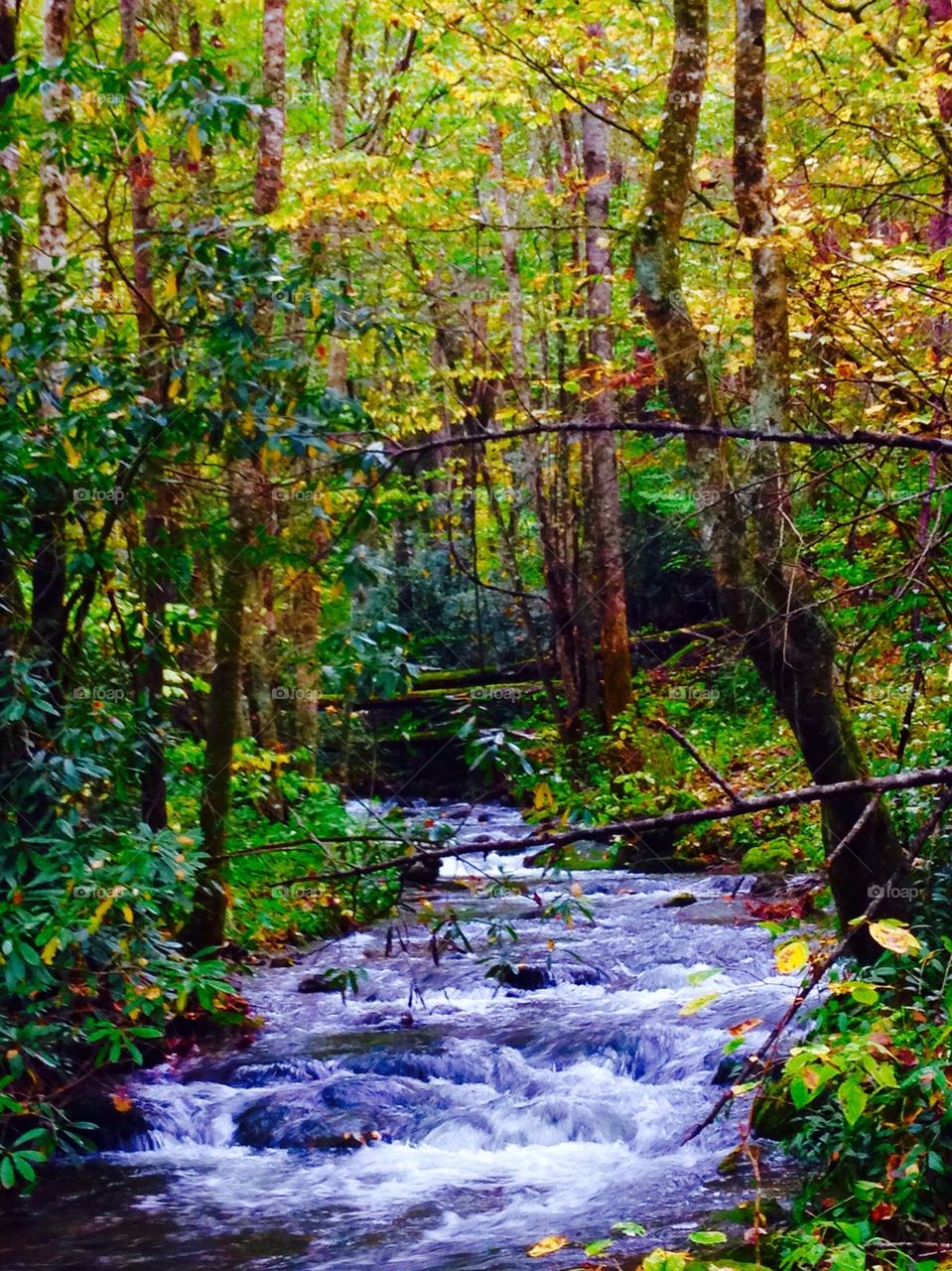 Mountain Stream