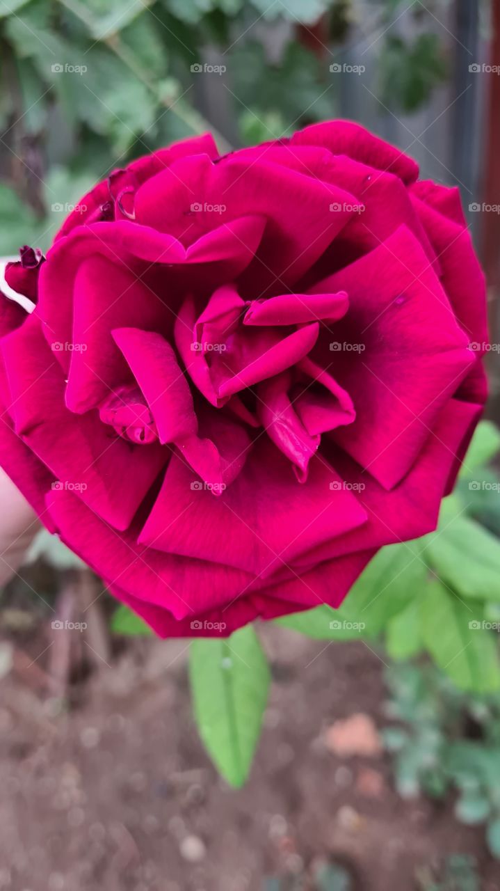 Red flower rose