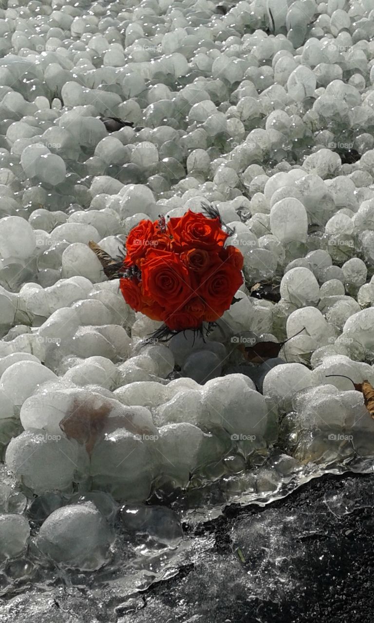 Fire and Ice bouquet. This is a photo of a bridal bouquet of beautiful fire and ice roses. they are resting on a frozen area of water from a water fountain.