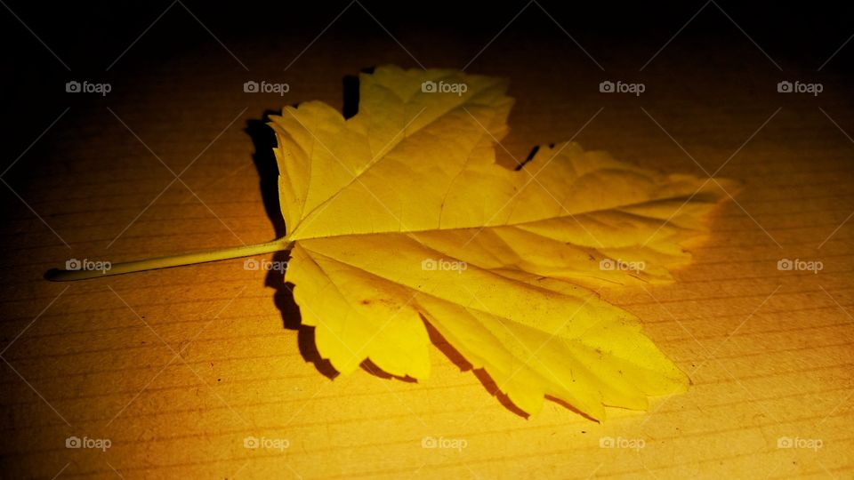 photo of mulberry leaves