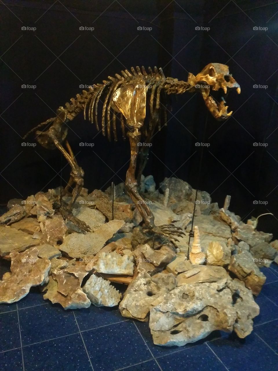 Bear skeleton