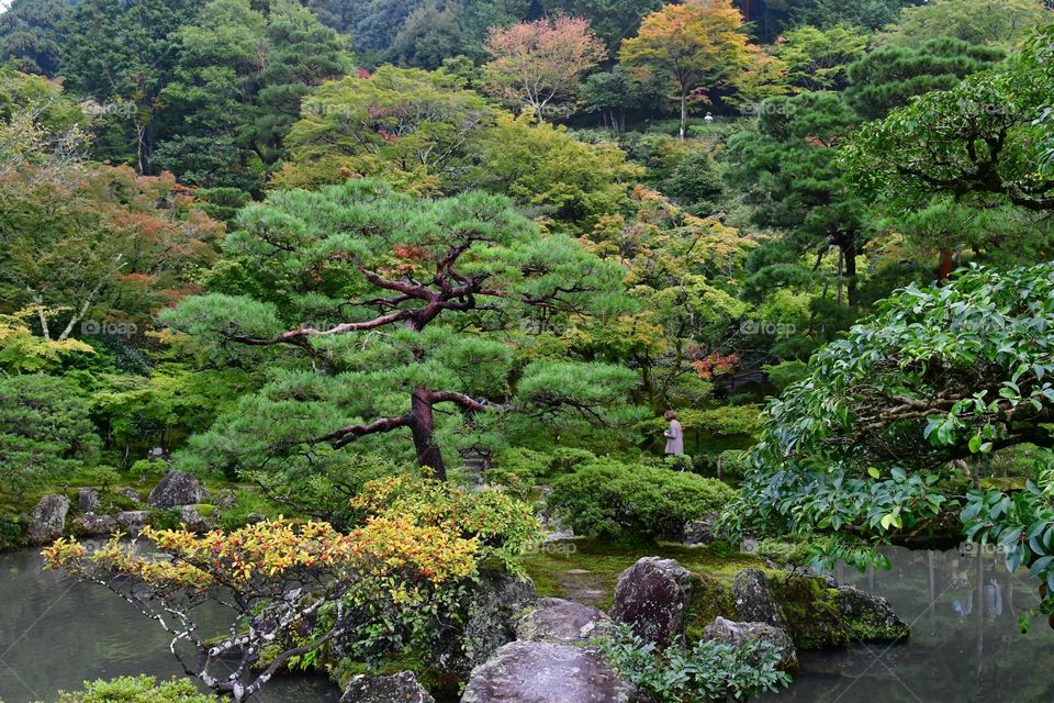 Japanese garden