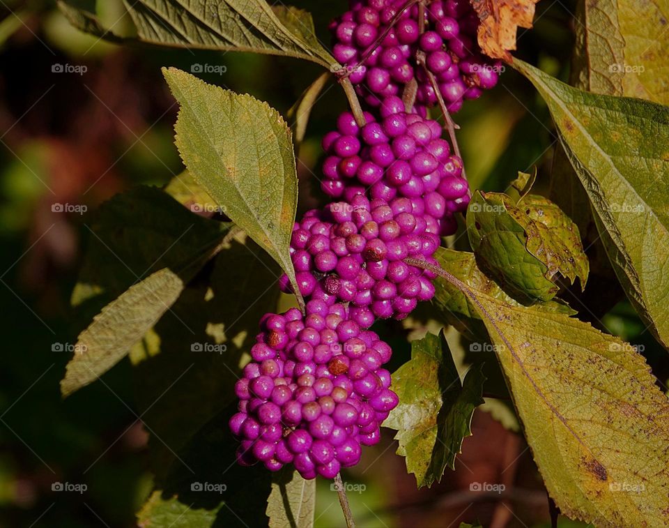 Beauty Berry plant.