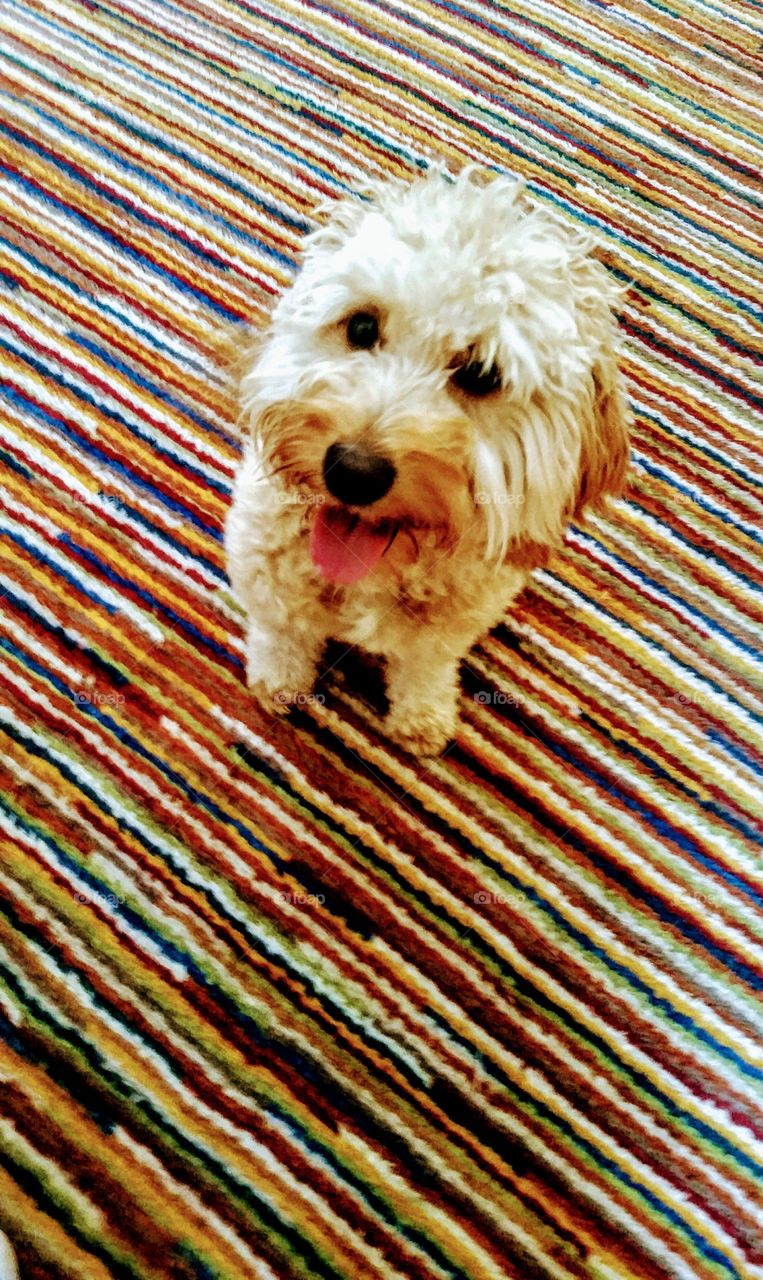 do - double g-y is about to bring the dog pound down!