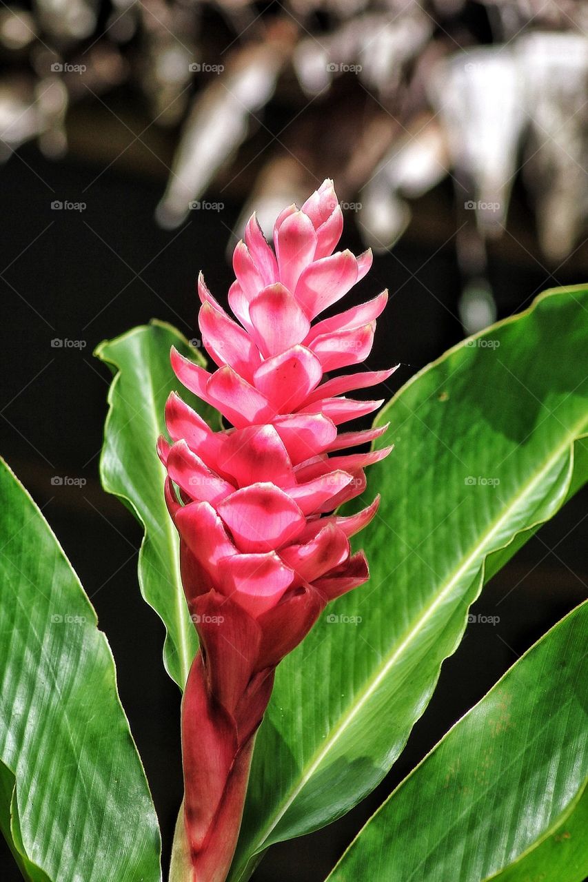 Close-up of pink and red ginger flower